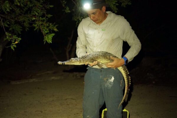 Two new crocodile species discovered in Caribbean – but they are already facing extinction … from the Independent Vishwam Sankaran