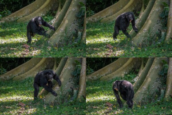 Chimpanzees drum with regular rhythm when they beat on tree trunks, a form of ancient communication … from the Independent Christina Larson