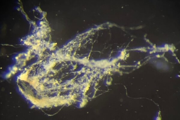 Scientists Have Just Discovered a New Type of Electricity-Conducting Bacteria from Wired Ritsuko Kawai