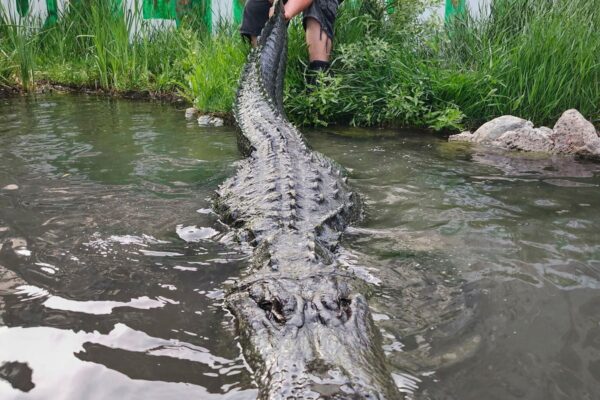 Alligator that starred in ‘Happy Gilmore’ dies of old age in Colorado … from the Independent Thomas Peipert