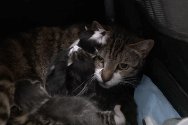New York resident charged after 69 live cats and 24 dead ones are found in his home … from the Independent Graig Graziosi
