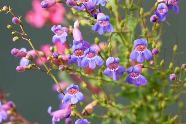 13 showstopping native plants to bring riotous color to your garden from the LA times Jeanette Marantos
