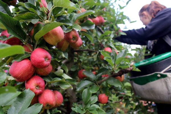 Farms and supermarkets could pay to bring foreign farm workers to UK, government-commissioned report says … from the Independent Emiliano Mellino and Holly Bancroft