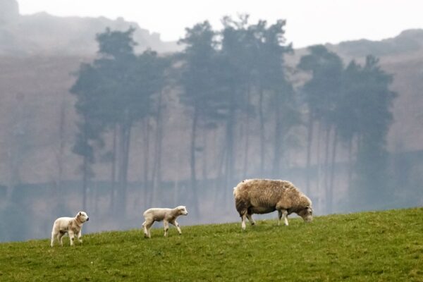 Increasing risk of animal diseases prompts dire warning for UK … from the Independent Emily Beament