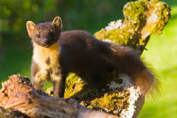 ‘Historic moment’ as reintroduced pine martens welcome first babies … from the Independent Emily Beament