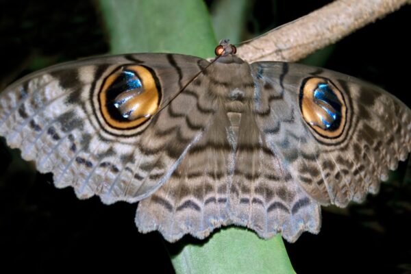 Musician Uses Moths’ Flight Data to Compose a Piece About Their Decline … from Mother Jones Amelia Hill