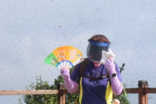 What is causing South Korea’s ‘lovebug’ crisis? … from the Independent Stuti Mishra