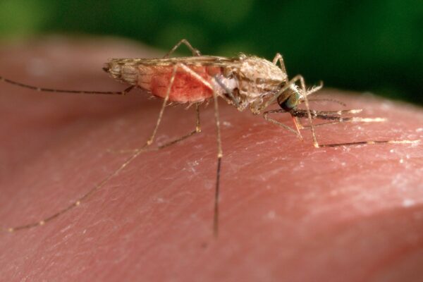 Swiss medicines authority issues first approval for antimalarial drug for treatment of infants … from the Independent Jamey Keaten