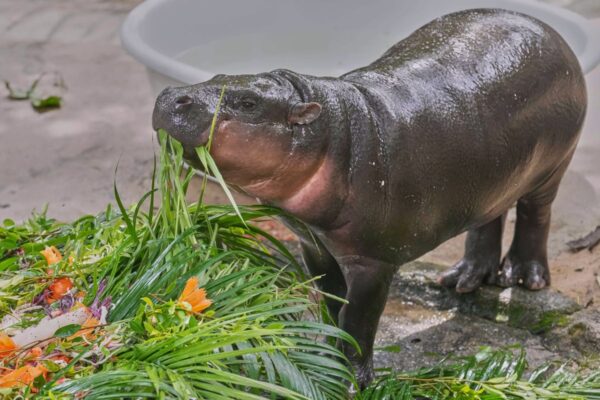 Thousands celebrate baby hippo Moo Deng’s first birthday at Thailand zoo … from the Independent Tian Macleod Ji and Jintamas Saksornchai