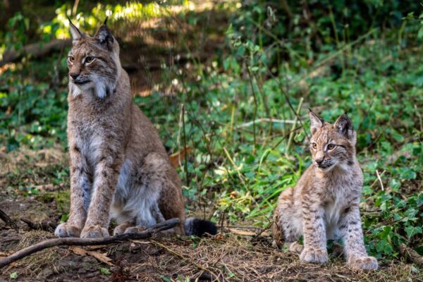 Voices: Releasing lynx into the wild would be disastrous for Britain’s farmers … from the Independent Richard Benson