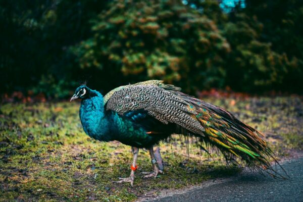 Loose peacock waking neighbours at 5am and destroying vegetable patches: ‘He’s very annoying’ … from the Independent Alexander Butler