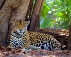 ‘We’re winning a battle’: Mexico’s jaguar numbers up 30% in conservation drive from the Guardian Oscar Lopez in Mexico City