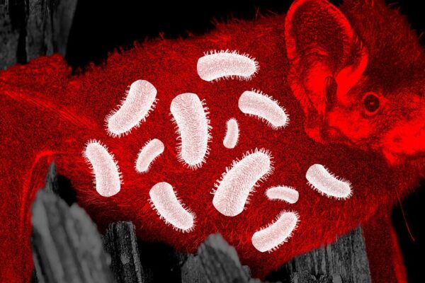 Commentary: I thought rabies was a thing of the past — until my dog had a run-in with a rabid bat from the LA times Mary McNamara