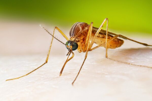 Experts make new mosquito discovery which could eliminate malaria … from the Independent Jane Kirby