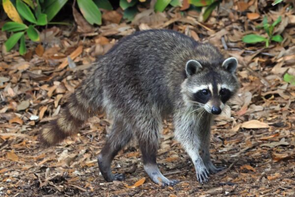 Nurse in Kentucky goes viral for giving CPR to drunken raccoon … from the Independent Mike Bedigan