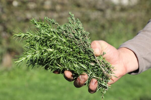 The herb that boosts your immune system and combats harmful inflammation … from the Independent Julia Musto