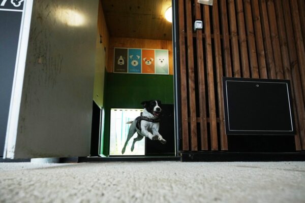Rome’s airport opens luxurious dog hotel with pampering services … from the Independent Francesco Sportelli