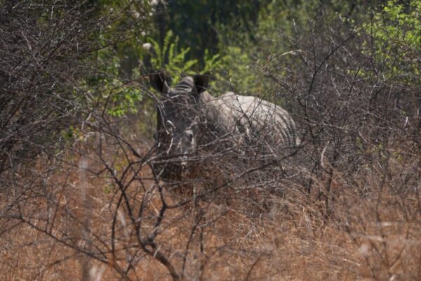 South Africa marks World Rhino Day as poaching slows but one still killed daily … from the Independent Gerald Imray and Alfonso Nqunjana