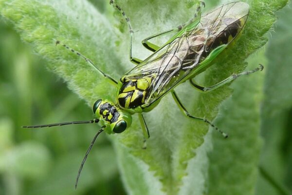 How an insect might change how surgeons operate on the human body … from the Independent Neil Pooran