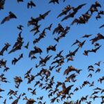 Halloween Shocker: Trump Axes Work to Learn Whether Offshore Wind Farms Harm Bats … from Mother Jones Clare Fieseler
