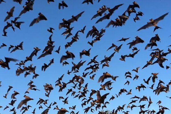 Halloween Shocker: Trump Axes Work to Learn Whether Offshore Wind Farms Harm Bats … from Mother Jones Clare Fieseler