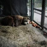 Years after Argentina shut a notorious zoo, the stranded animals are finally being rescued … from the Independent Isabel Debre