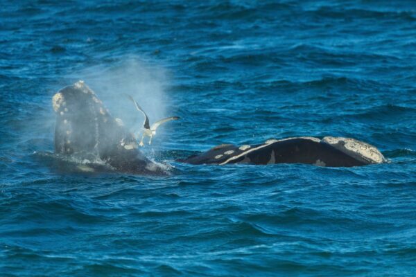 Southern right whales awe admirers in Patagonia after coming back from brink of extinction … from the Independent Vctor Caivano and Ramiro Barreiro
