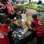 Animals in closed zoo finally receive treatment after years of neglect … from the Independent Isabel Debre