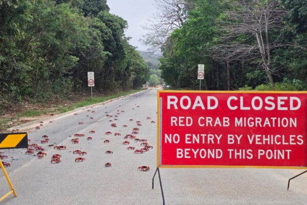 People use garden tools to protect millions of migrating red crabs on Christmas Island … from the Independent Rod McGuirk