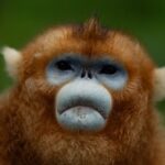 China’s rare golden monkeys debut at European zoos, a possible successor to ‘panda diplomacy’ … from the Independent Christina Larson