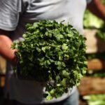 Italian Parsley recalled over salmonella concerns … from the Independent Brittany Miller