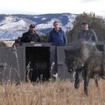 Trump administration tells Colorado wolves must come from U.S. Rockies states, not Canada … from the Independent Mead Gruver