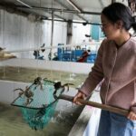 Unusual Chinese delicacy under threat due to heatwave conditions … from the Independent Brenda Goh