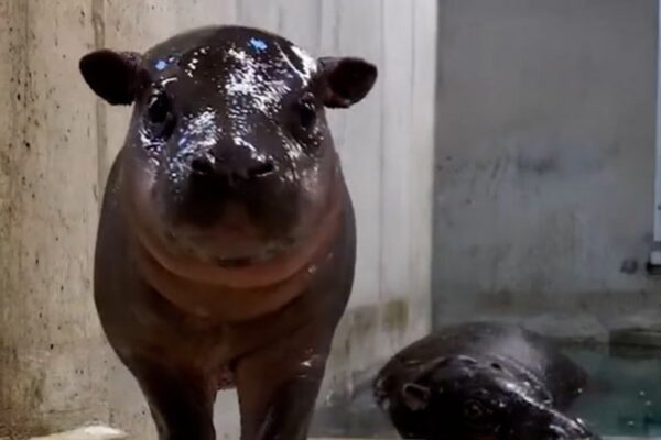 Watch as Hugo the feisty baby pygmy hippo keeps mom on her toes … from the Independent Holly Bishop