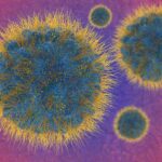 Why new mpox cases in California are raising concerns from the Hill Joseph Choi