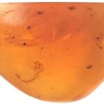 World’s earliest known mosquito larva found trapped in 99-million-year-old amber … from the Independent Vishwam Sankaran