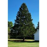 A majestic Norway spruce from upstate New York chosen as Rockefeller Center Christmas Tree … from the Independent Via AP news wire