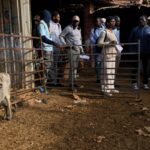 The new shepherds of Spain: African migrants take up a neglected rural trade … from the Independent Suman Naishadham