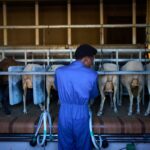 African migrants learn shepherding in Spain, in photos … from the Independent Bernat Armangu
