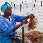 Zanzibar is seeing a seaweed boom. Can the women collecting it cash in? … from the Independent Jack Denton
