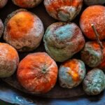 I’m a toxicologist. Here’s the truth about whether you can eat moldy food … from the Independent Brad Reisfeld