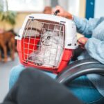 The eight ways to tell if your cat has dementia … from the Independent Emily Blackwell and Sara Lawrence-Mills