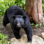 Japan calls on army to tackle ‘unprecedented wave of bear attacks’ … from the Independent Tim Kelly