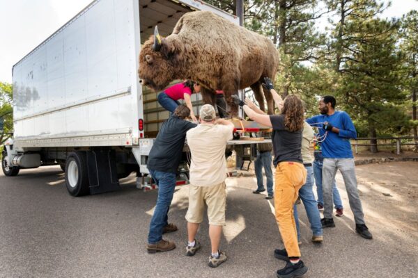 Denver museum gets its massive 650-pound stolen buffalo back – 50 years after it went missing … from the Independent Erin Keller