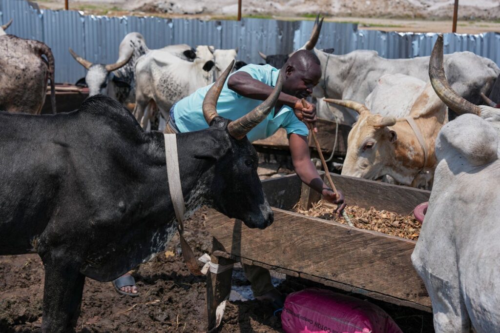 Deadly conflict in the Sahel sends herders fleeing to Africa’s coastal cities … from the Independent Ope Adetayo
