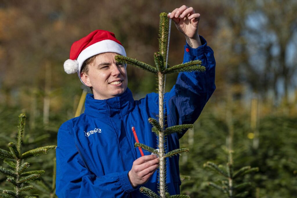 Tesco is giving away ‘wonky’ Christmas trees — but you’ll need to be quick … from the Independent Josie Clarke