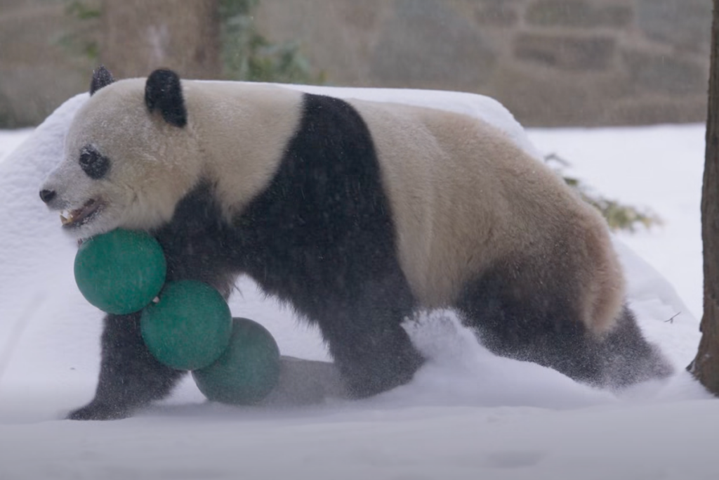 Watch: Giant pandas tumble and play as winter storm blankets Washington DC in snow … from the Independent Holly Bishop